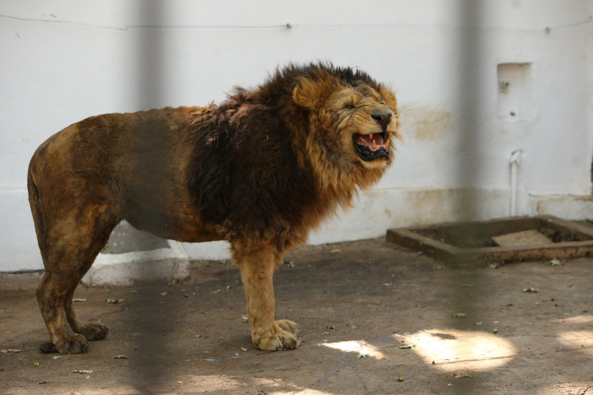 REPORTAJ. Grădina Zoologică din Brăila - în vizită la „pușcăria animalelor”: Vietăți apatice, mâncare puţină, apă în cauciucuri de maşină