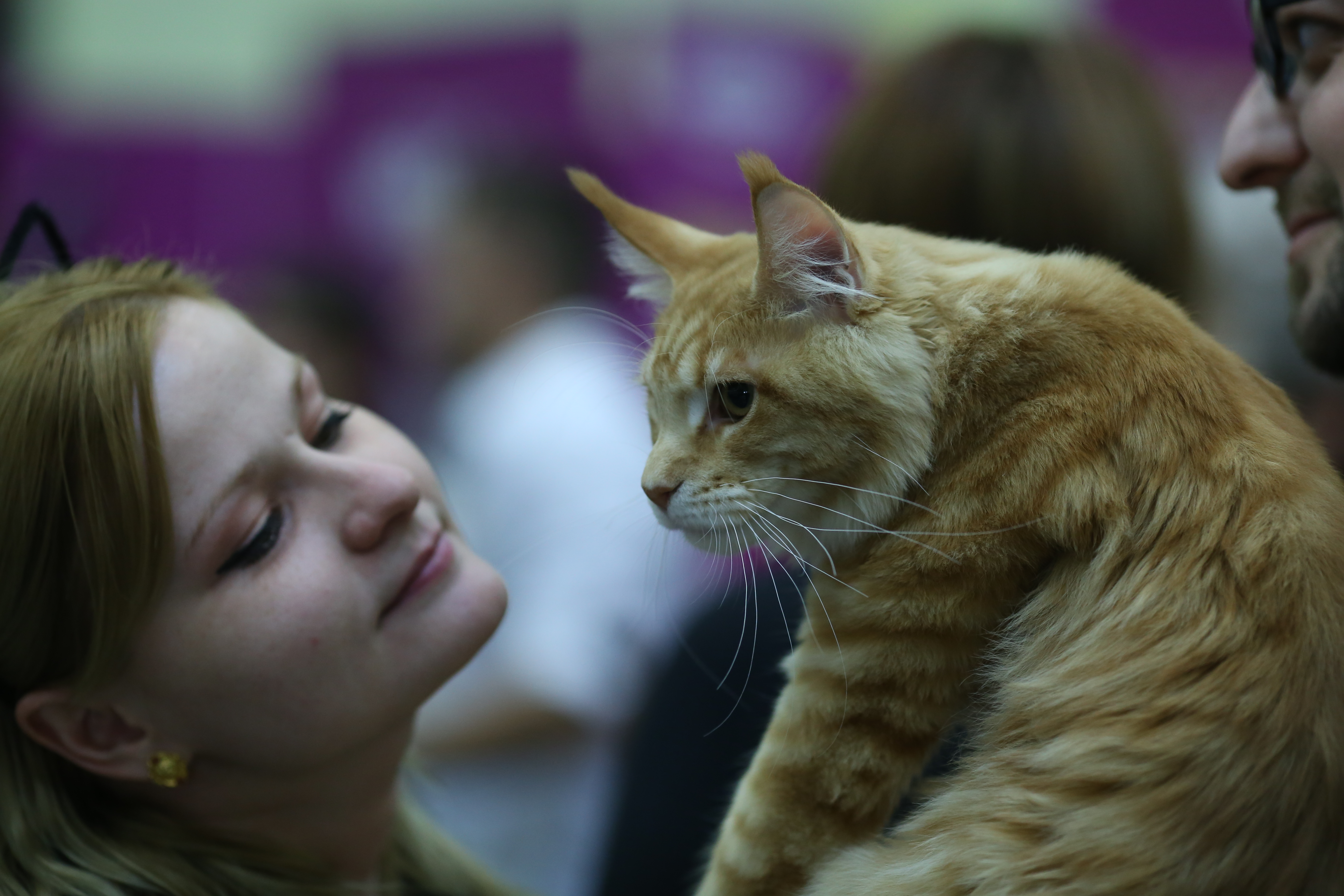 FOTO EXCLUSIV/ Expoziție de feline la Romexpo. Peste 250 de pisici de rasă din toată lumea vor putea fi admirate în acest weekend