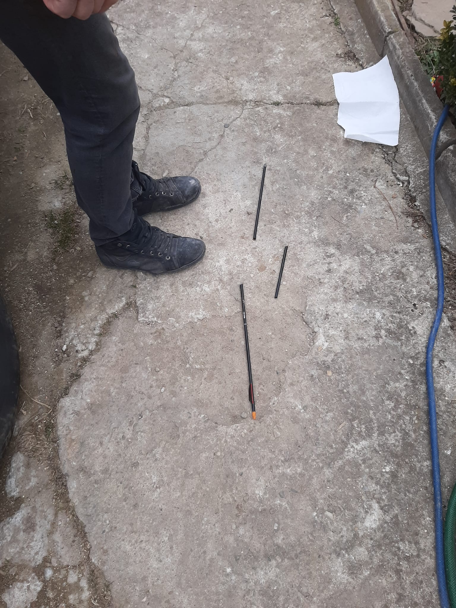Mai multe pisici din Ilfov, vânate cu arbaleta. Poliția face verificări