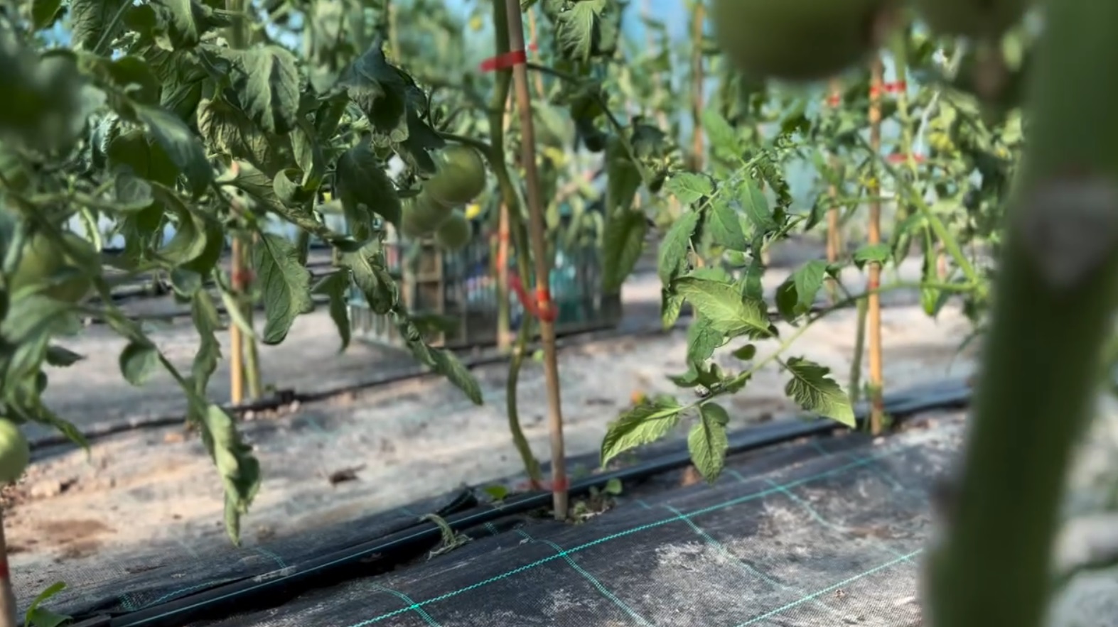 Ce a pățit Dragoș Bucur cu castraveții și roșiile plantate în solar. De dimineață a început munca în grădină: „Este foarte frumos”