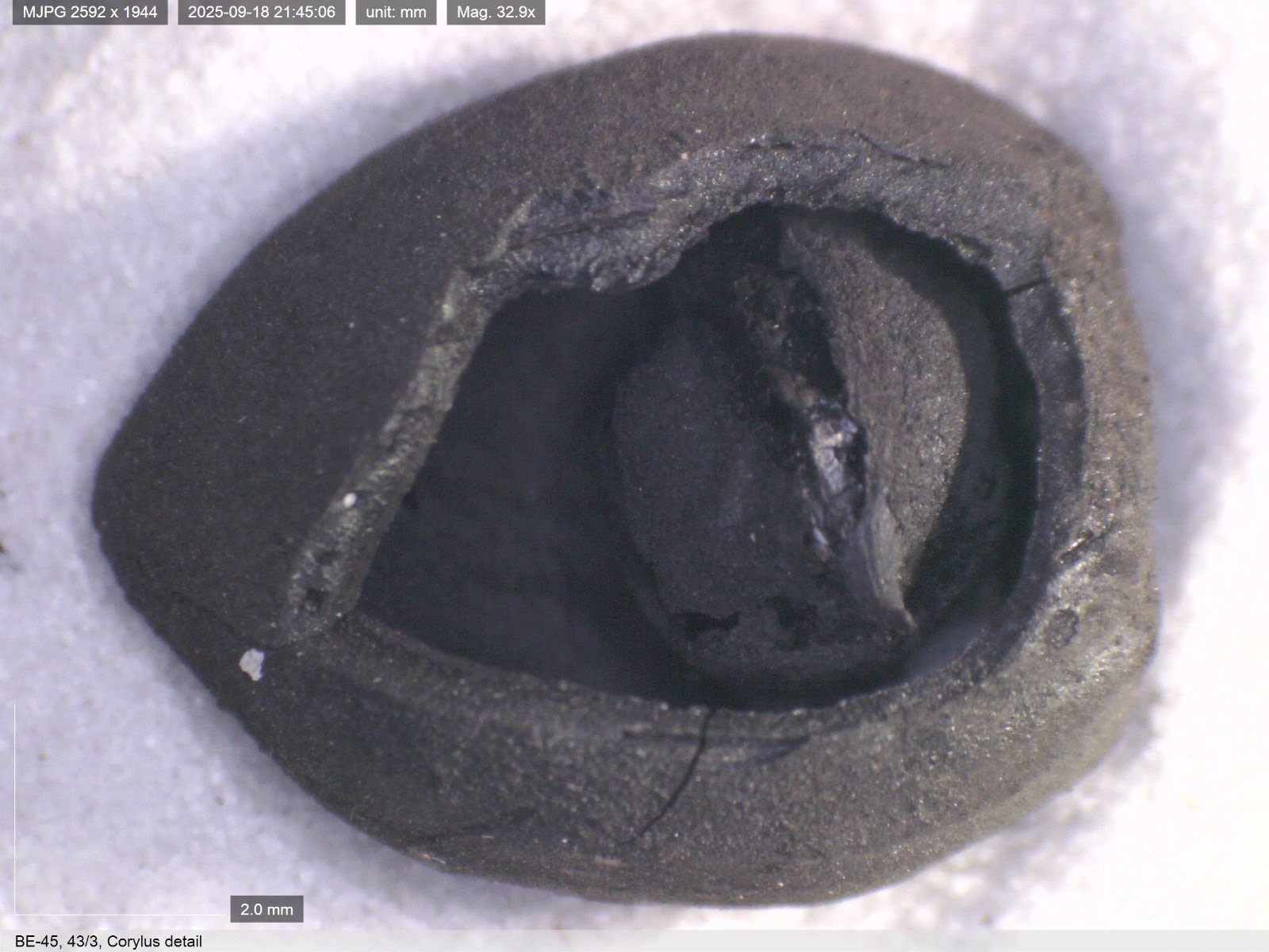 Povestea celei mai vechi pâini din lume. Unde a fost descoperită și ce istorie culinară a scos la iveală
