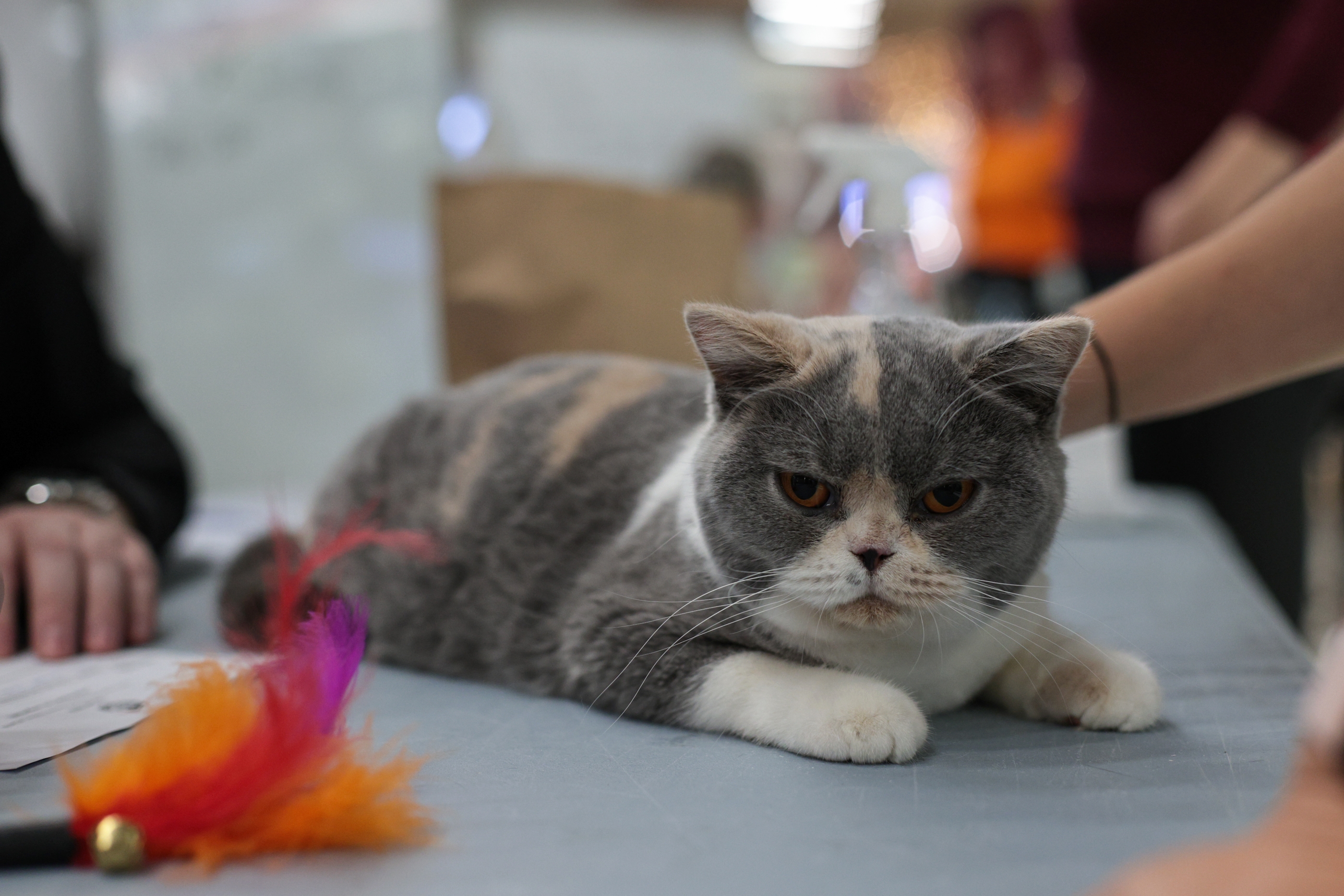 FOTO. Pisicile au pus stăpânire pe un mall din Capitală. Peste 250 de exemplare participă la Expoziția Internațională Feline WCF