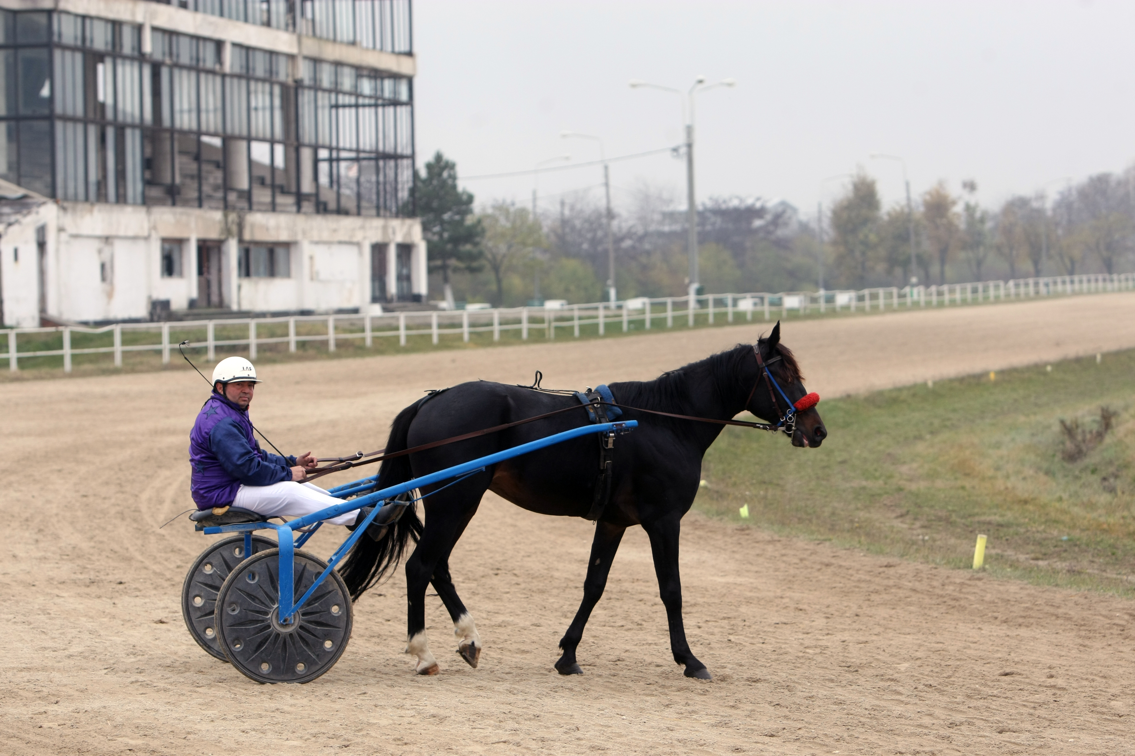 Vijelie a câștigat “Derby-ul de Trap” de la Mangalia. Povestea murgului