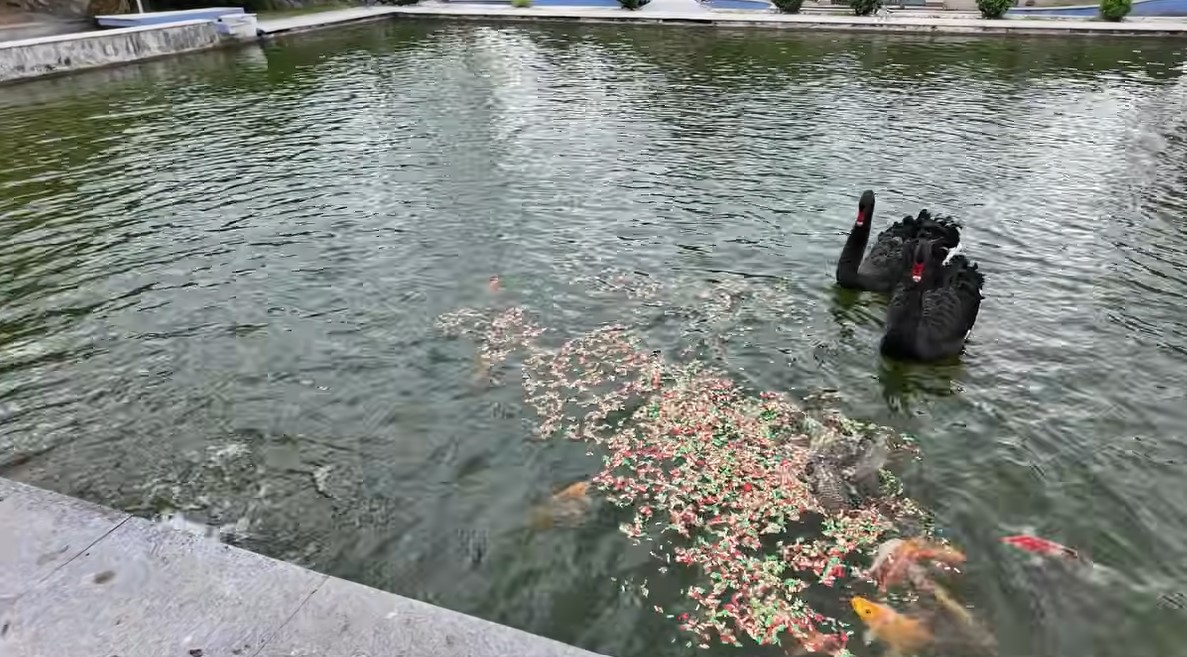 Imagini rare cu proprietatea lui Nuțu Cămătaru. Cum arată domeniul din Ferentari unde sunt crescuți cai și animale exotice