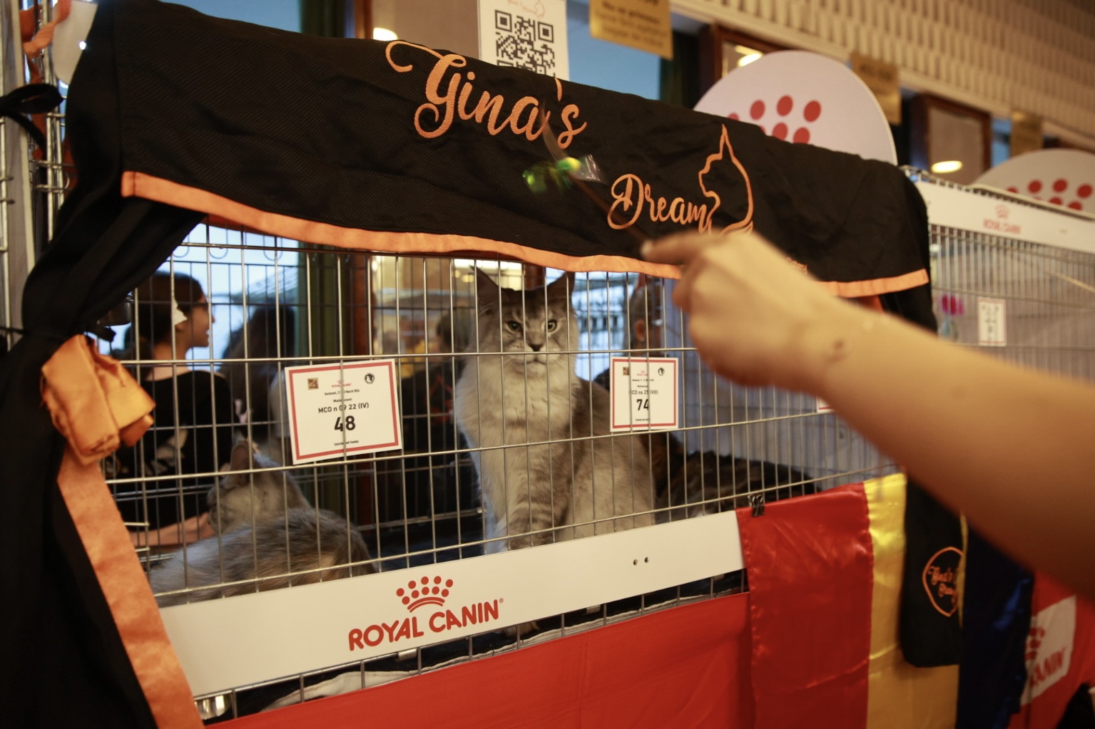 Pisici de top, priviri hipnotizante și povești spectaculoase. Cum a fost la Salonul Felin Internațional SofistiCAT