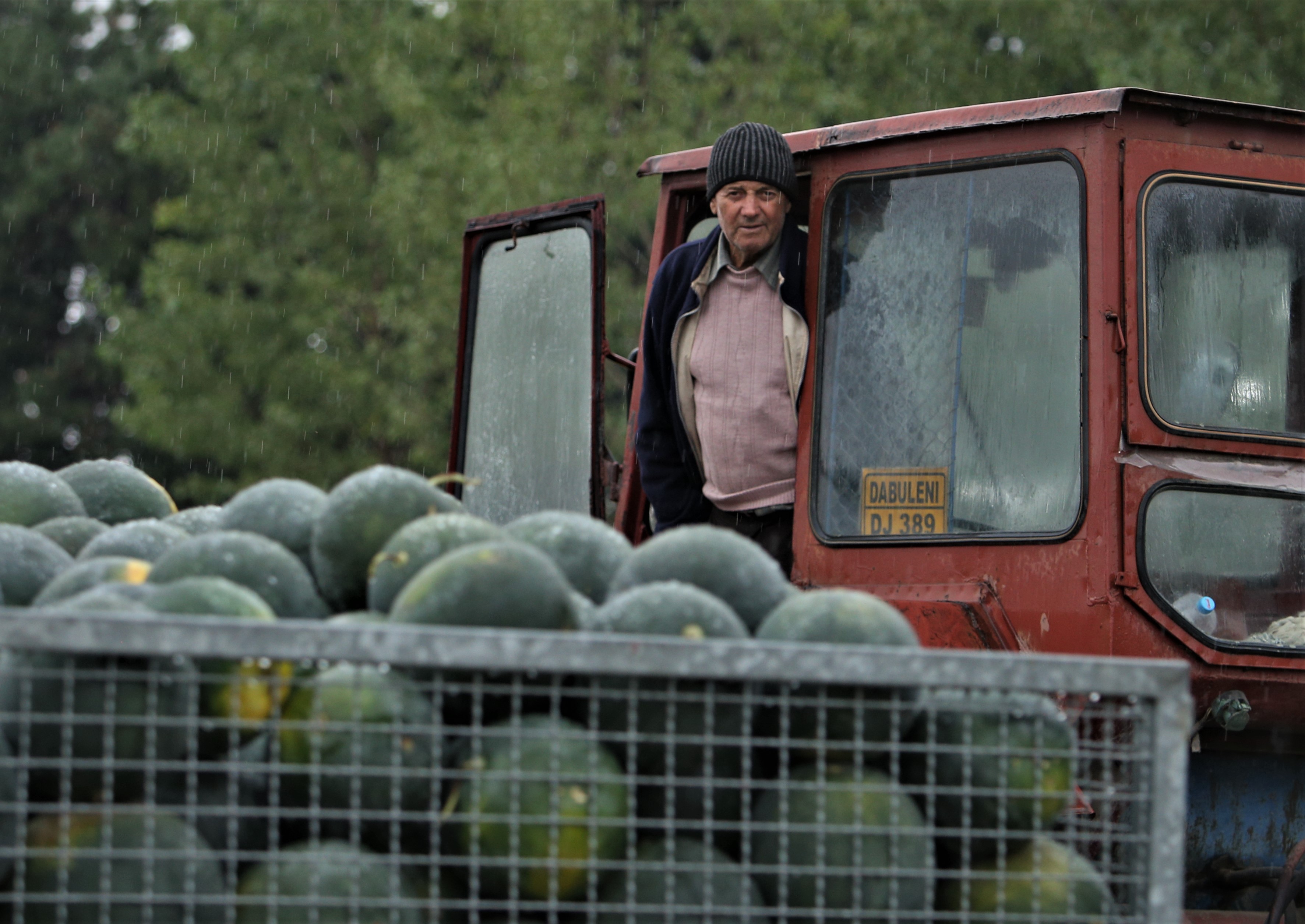 Viitorul incert al lubeniței de Dăbuleni. Mulți cultivatori folosesc semințe din Grecia, Spania sau Olanda. ”Dulcele de Dăbuleni s-a dus”