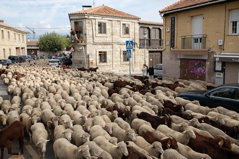 „Chiar nu mă așteptam la asta”. Străzile din Madrid, invadate de mii de oi. VIDEO