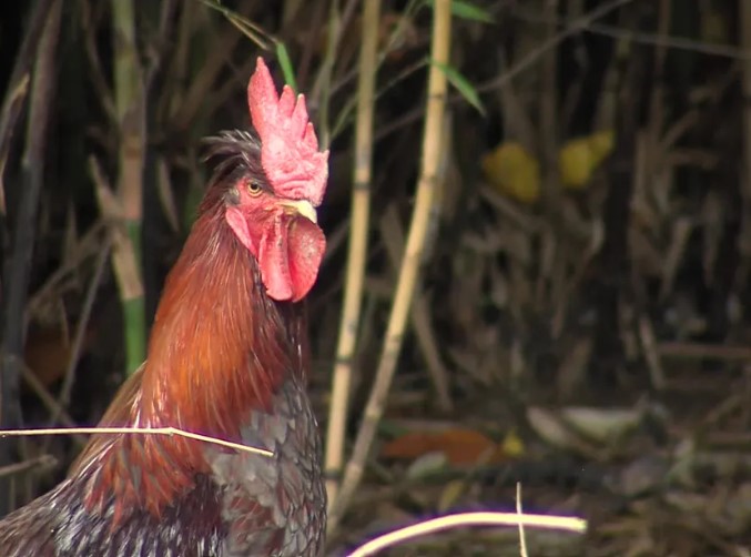 Angry neighbours drag husband and wife to court over cockerel\'s loud crowing