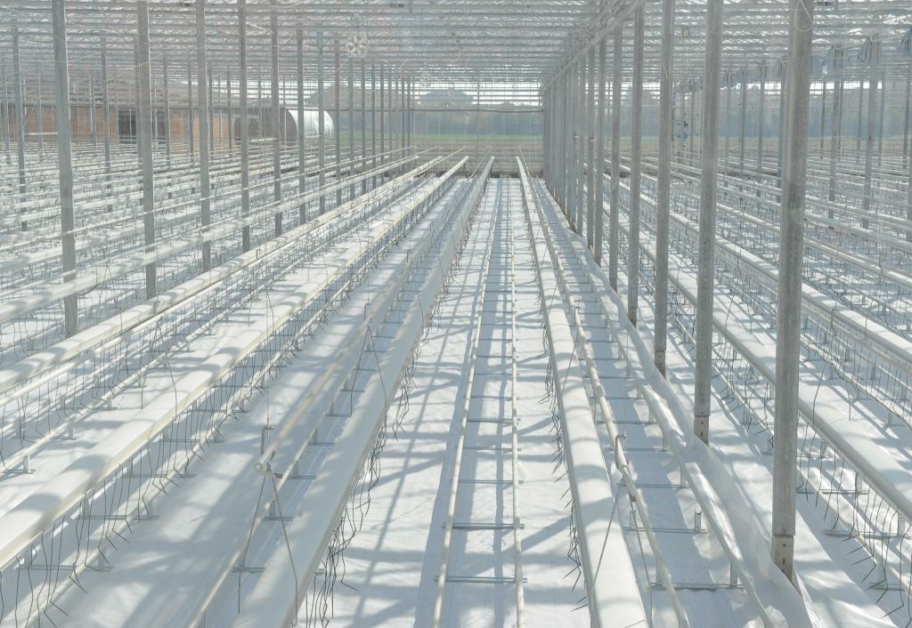 REPORTAJ | Ștrand transformat în seră de roșii pe model olandez, în Timiș. Încălzirea se face cu apă termală, iar la creșterea roșiilor se folosește nuca de cocos| FOTO