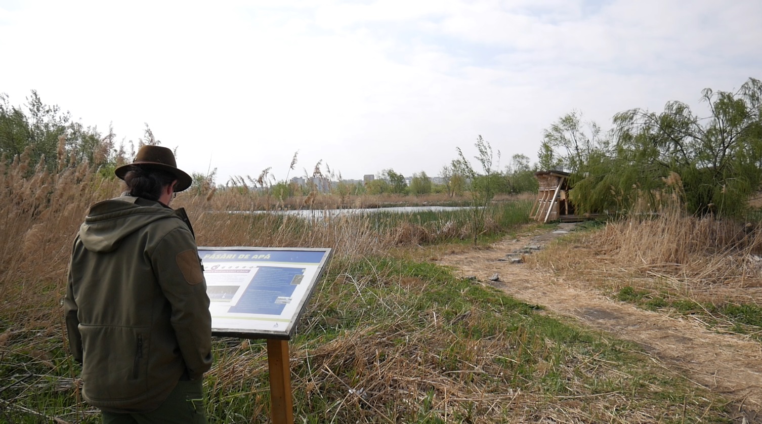 VIDEO | Văcărești, drumul de la groapă de gunoi la parc natural. Florin Stoican, geologul care a creat “delta dintre blocuri”, vrea să o transforme într-o ambasadă a biodiversității