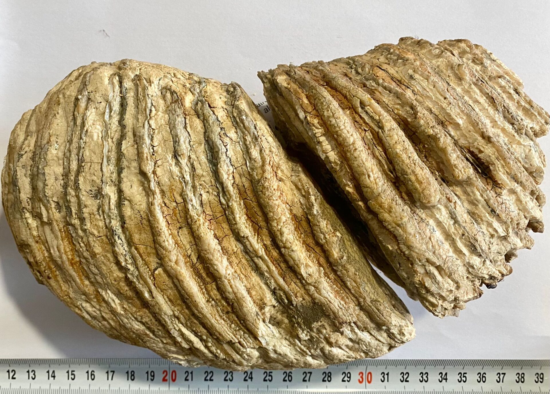 Molar de mamut vechi de 10.000 de ani, scos la vânzare pe internet de o femeie din Neamț care credea că e o piatră decorativă