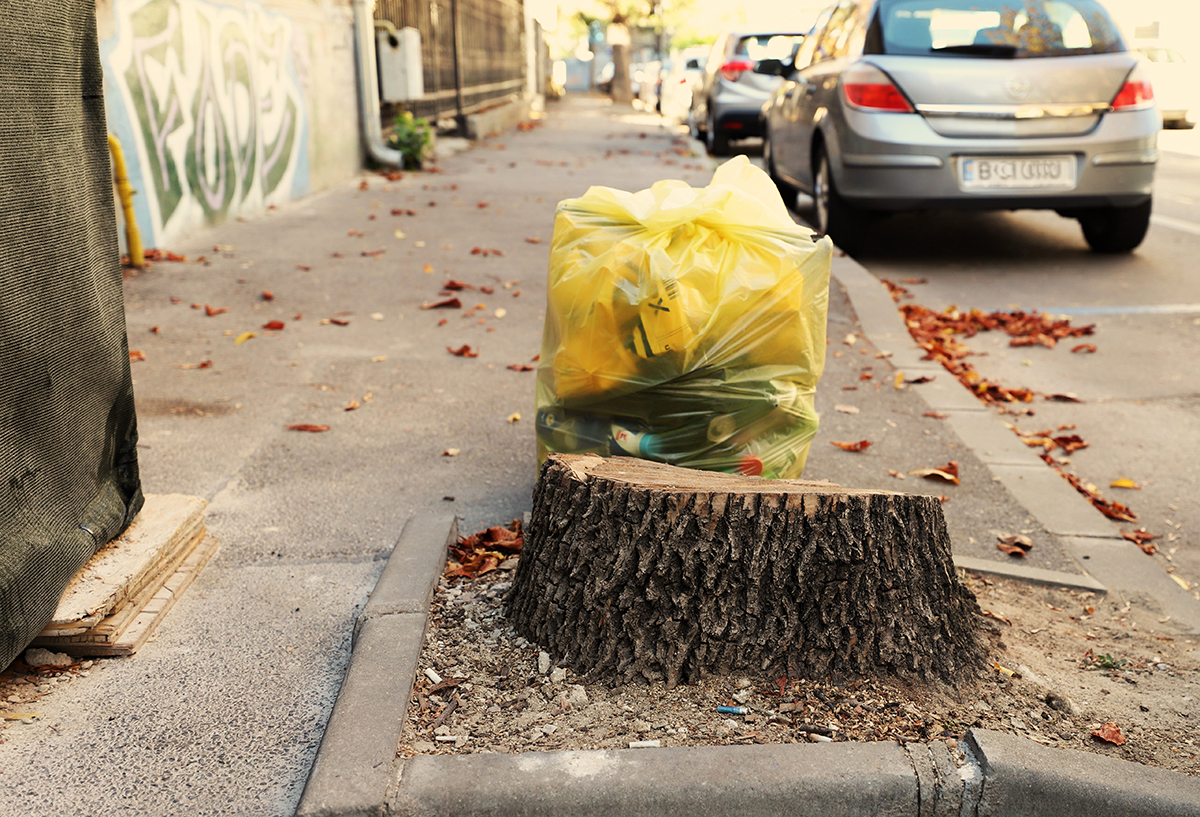 ORAȘELE FĂRĂ SPAȚII VERZI. Fiecare bucureștean respiră oxigenul din mai puțin de un copac, dar aproape fiecare are o mașină. De unde poate veni salvarea 