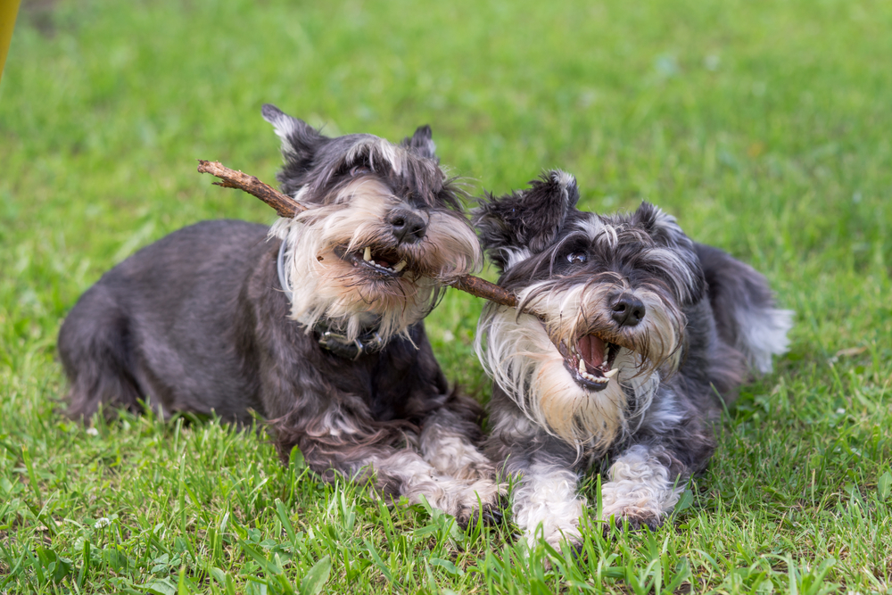 Rasa Schnauzer - ce caracteristici are câinele cu sprâncene lungi