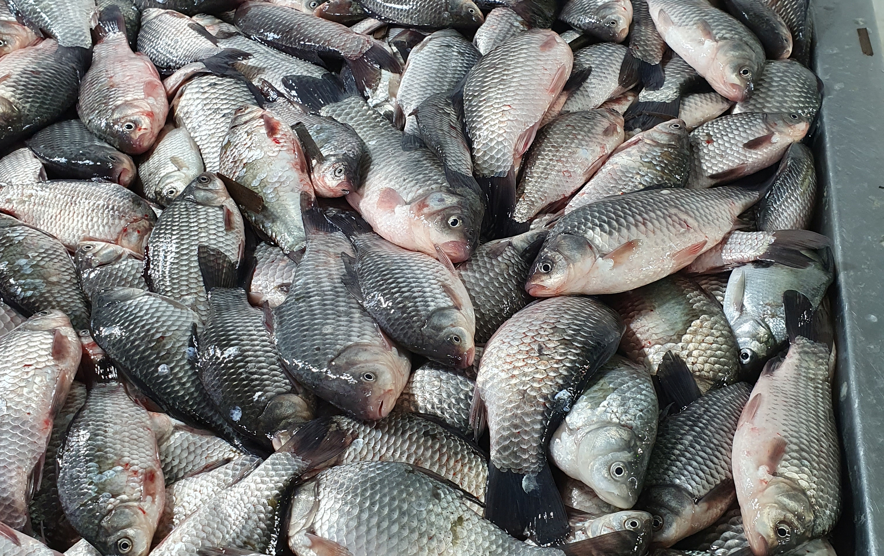 Agitație mare printre tarabe și miros de pește proaspăt: cum arată o zi în Piața Obor înainte de dezlegarea la pește din ziua de Florii. Prețuri pentru toată lumea