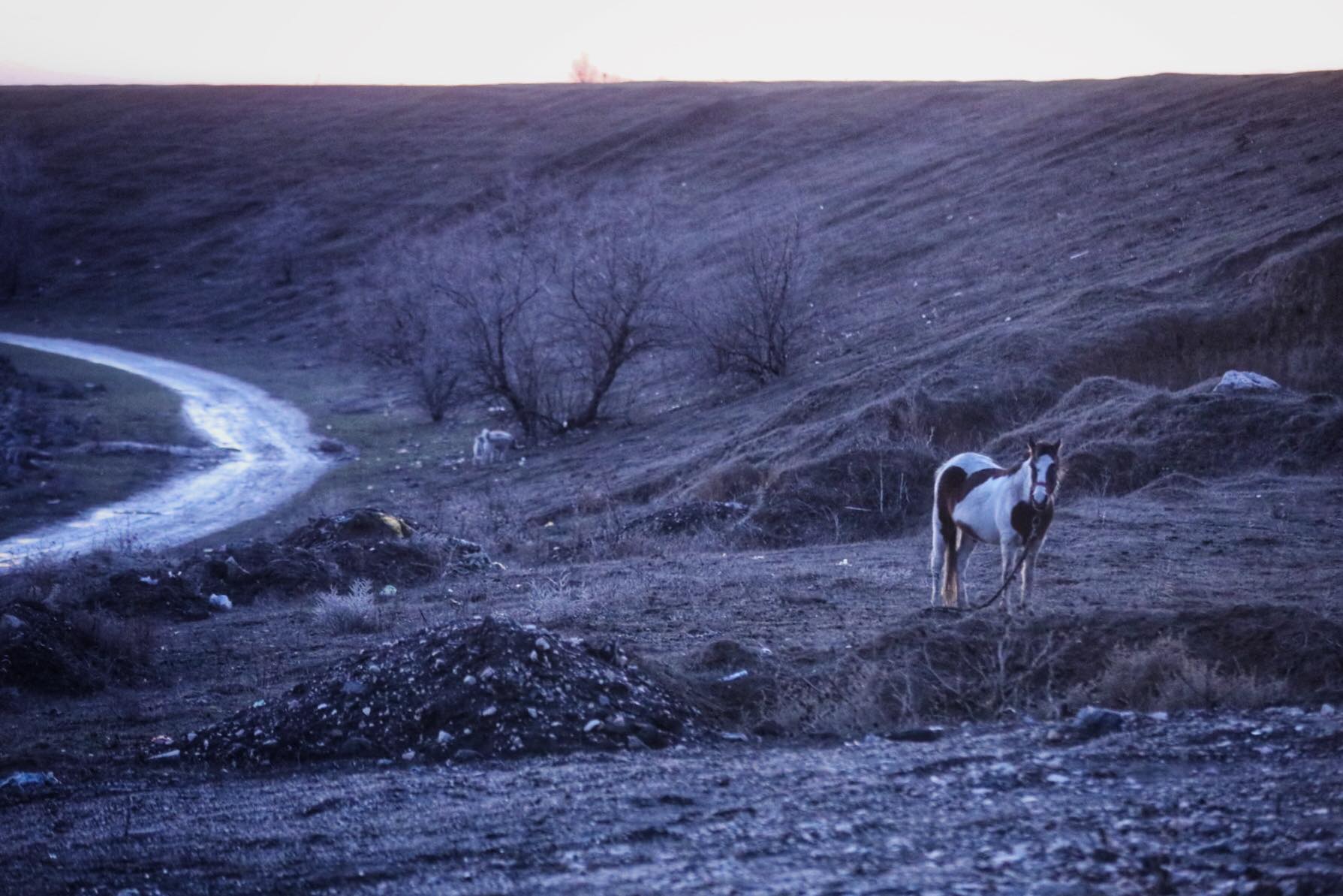 UPDATE | Peste 40 de cai maltratați, găsiți la Techirghiol. Animalele au fost bătute și abadonate în frig