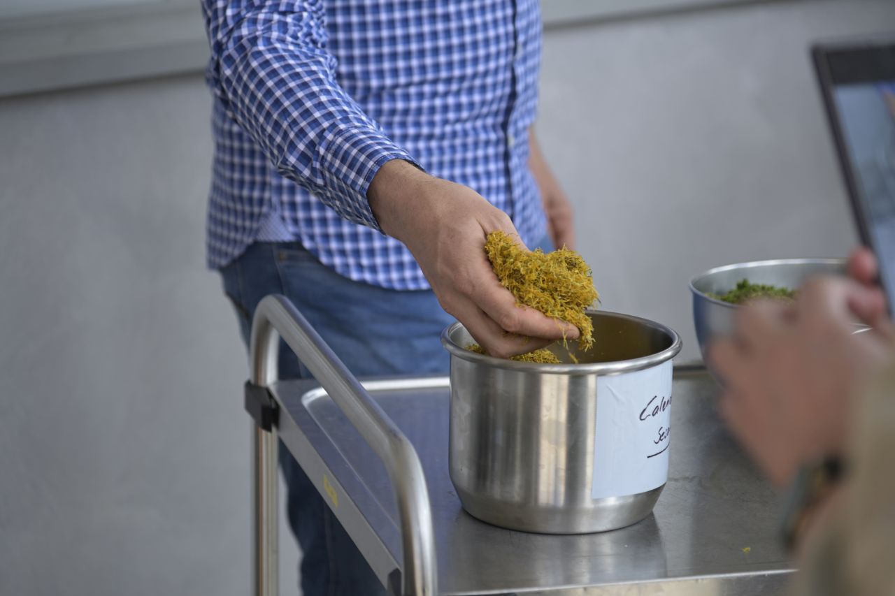 Cum se fabrică celebrele produse Weleda! Am vizitat grădina de plante medicinale din Germania, un paradis de 23 de hectare