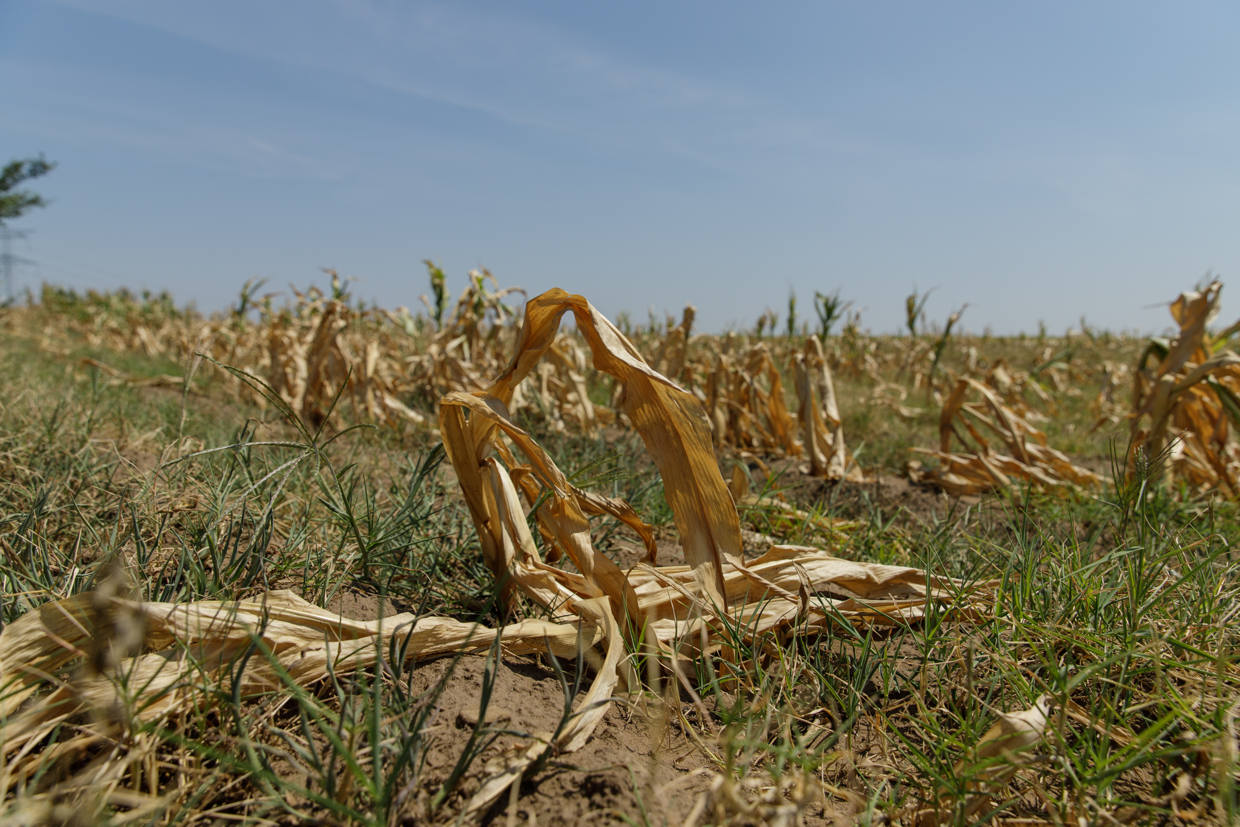 FOTOREPORTAJ Cum arată seceta într-o comună cu finanţări de jumătate de milion de euro pentru agricultori: după subvenţii, deşertul