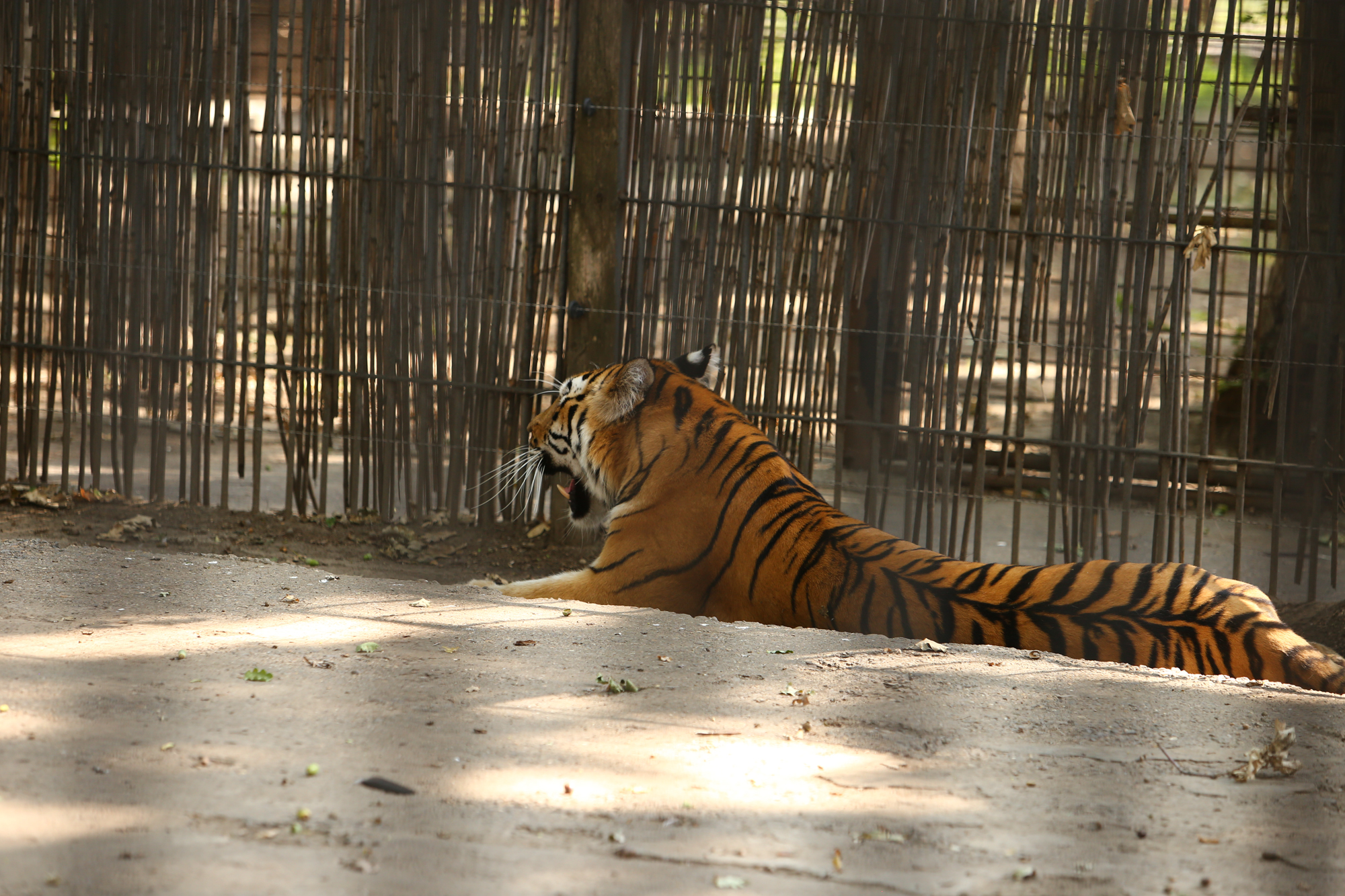 REPORTAJ. Grădina Zoologică din Brăila - în vizită la „pușcăria animalelor”: Vietăți apatice, mâncare puţină, apă în cauciucuri de maşină
