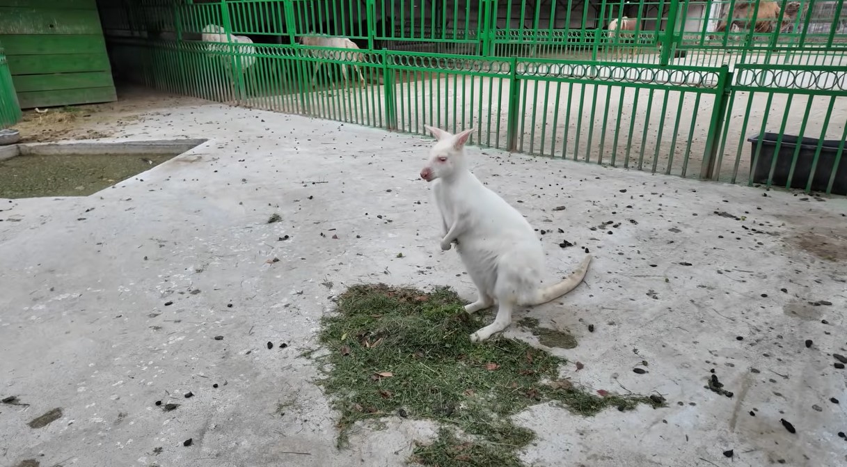 Imagini rare cu proprietatea lui Nuțu Cămătaru. Cum arată domeniul din Ferentari unde sunt crescuți cai și animale exotice