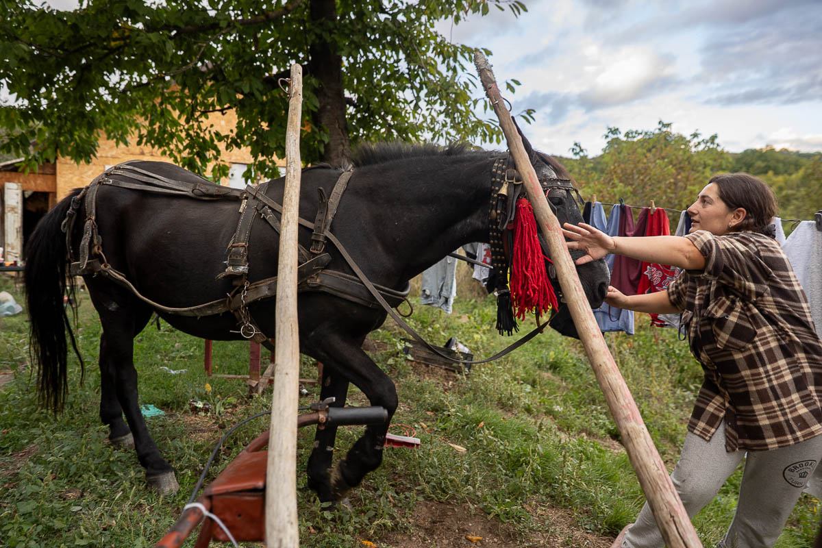 Unde se duc prunele din Coca-Antimirești, Buzău, când se coc: „La porci. Cerbii mănâncă de trosnesc. Vin urșii, mistreții. N-avem unde vinde”