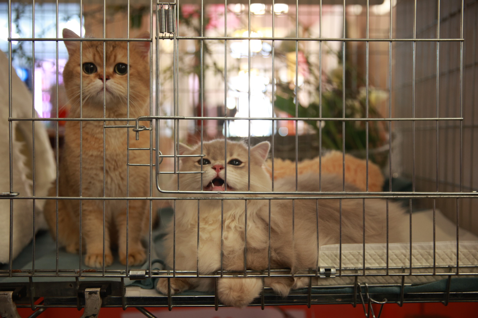 Pisici de top, priviri hipnotizante și povești spectaculoase. Cum a fost la Salonul Felin Internațional SofistiCAT
