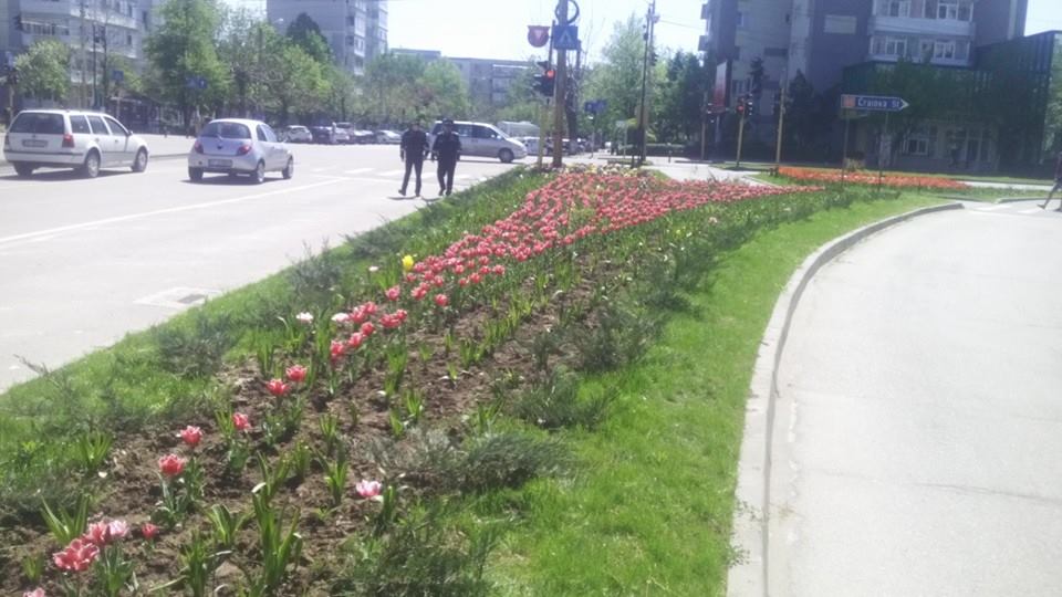 Poliţiştii din Slatina, scoşi în stradă să păzească lalelele şi magnoliile! FOTO