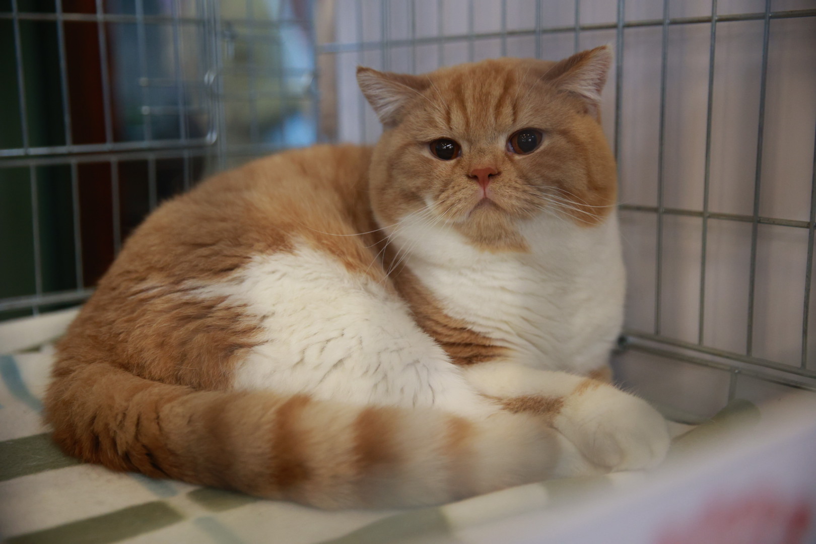 Pisici de top, priviri hipnotizante și povești spectaculoase. Cum a fost la Salonul Felin Internațional SofistiCAT