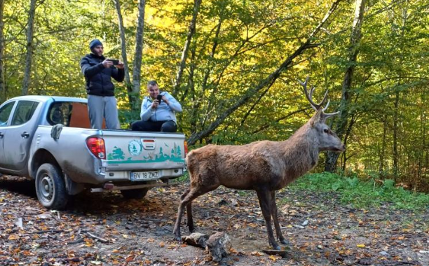 Un cerb a intrat în curtea unei şcoli din Râşnov. Pădurarii au tranchilizat animalul și l-au eliberat în fondul forestier
