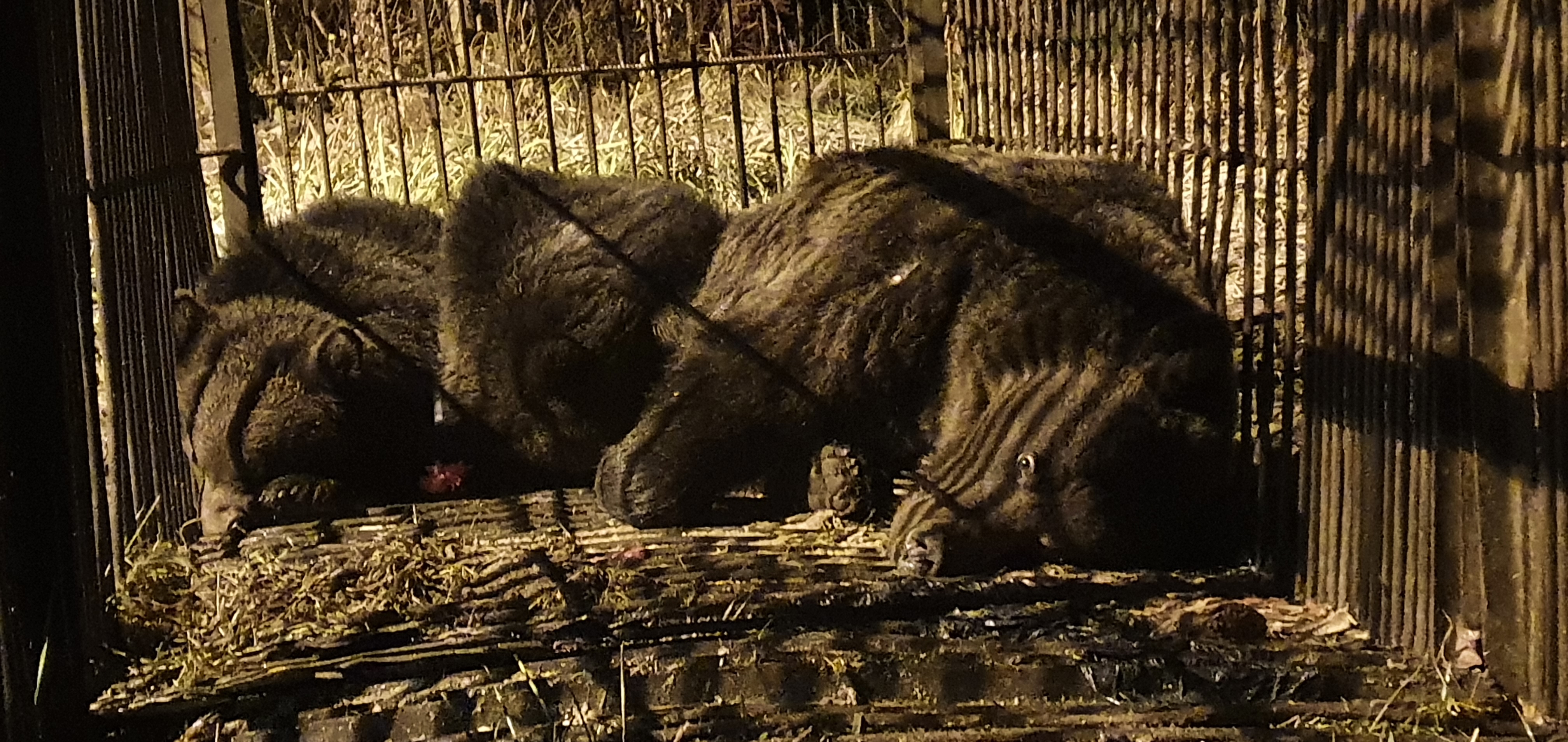 O ursoaică şi doi pui, capturați în Brașov, și-au găsit adăpost la Sanctuarul Libearty de la Zărneşti
