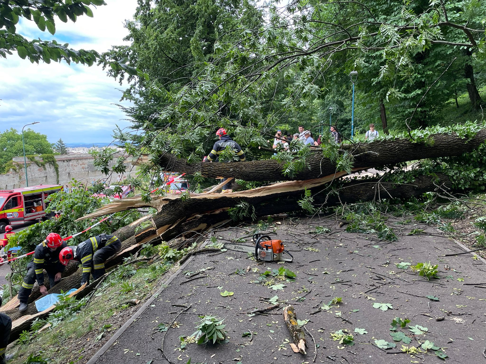 Un tânăr a murit în Brașov, după ce un copac a căzut peste el. Primăria spune că nu avea ce face