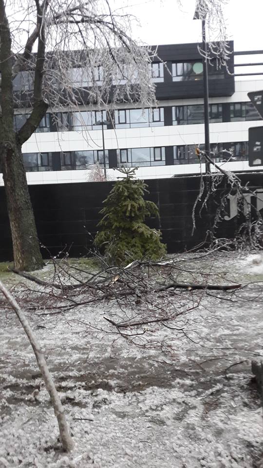 FOTO | Vremea face ravagii: Zeci de copaci doborâţi de vânt și gheață în Bucureşti și 49 de maşini avariate, în ultimele ore. Circulaţia pe anumite linii a tramvaielor şi a troleibuzelor, blocată