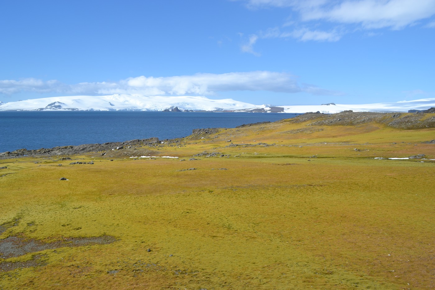 Imagini din Antarctica unde ghețarii se topesc într-un ritm alarmant, iar unele zone au înverzit: „Influența schimbărilor climatice nu are limite”