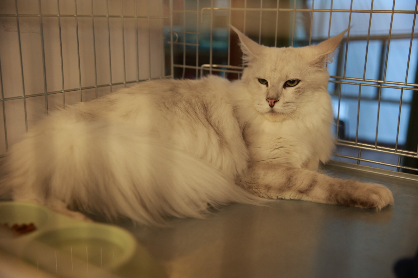 Pisici de top, priviri hipnotizante și povești spectaculoase. Cum a fost la Salonul Felin Internațional SofistiCAT