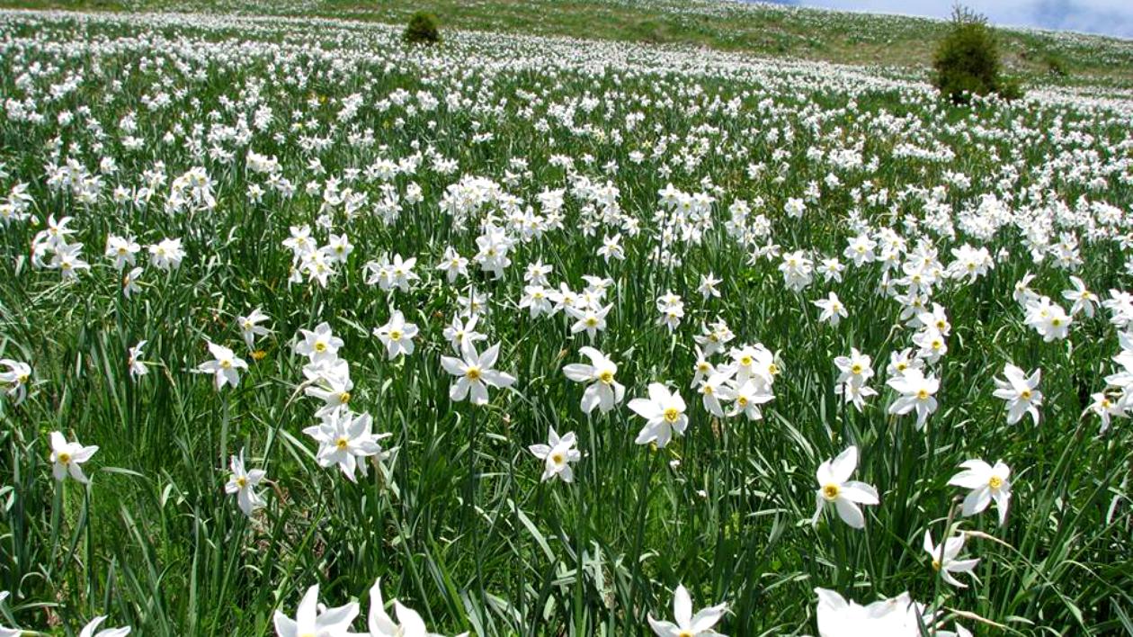 Poiana Narciselor. Locul fermecat din România cu milioane de flori