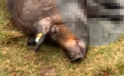 Felfüggesztettel úszhatják meg a disznó élve perzselését a nyíregyházi böllérek – Ön szerint elégendő büntetést kapnak?