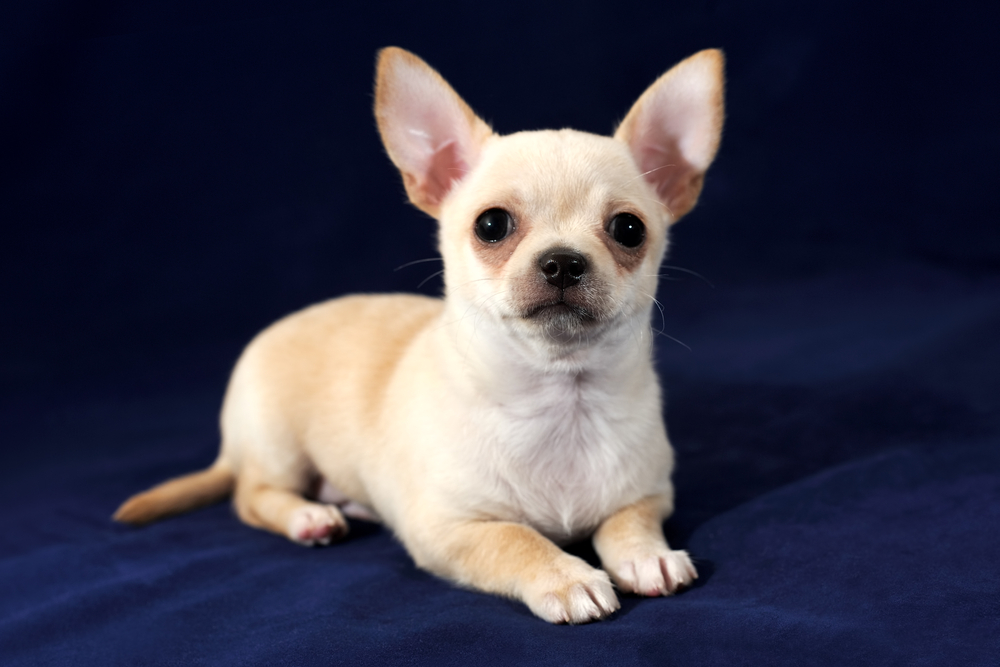 Chihuahua - Personalitate și caracteristici. Cum se dresează cel mai mic câine din lume