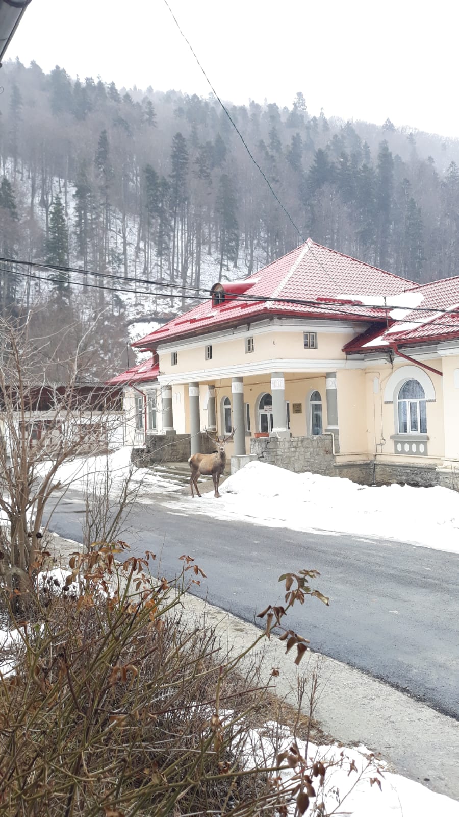 FOTO | Un cerb s-a adăpostit în curtea unui spital din Azuga. Era fugărit de un urs și de câini