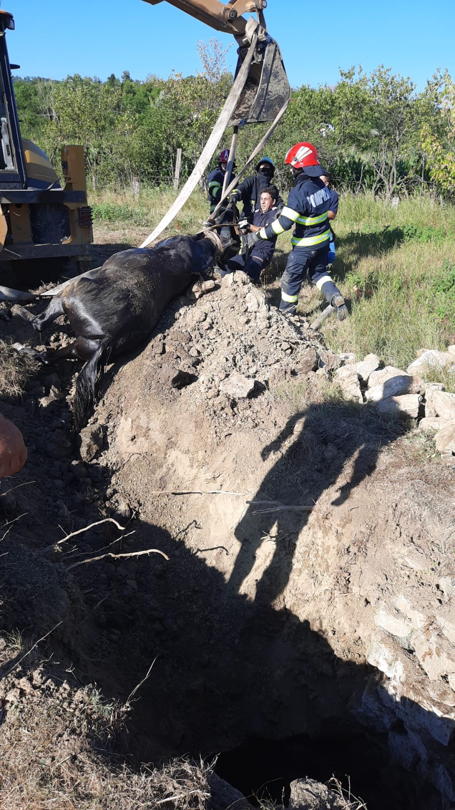 Cal salvat în Iași, după ce a căzut într-o fântână. Animalul a fost scos după două ore de pompieri