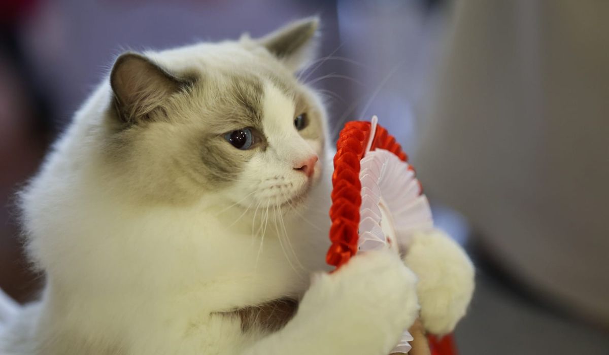 Expoziție de pisici la București: O nouă rasă de pisici va fi prezentată, în premieră, în România la evenimentul dedicat felinelor
