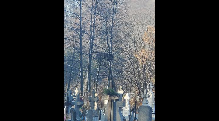 Ursul care s-a suit într-un copac din cimitirul din Azuga, lăsat să coboare după 6 ore. Autoritățile au securizat zona