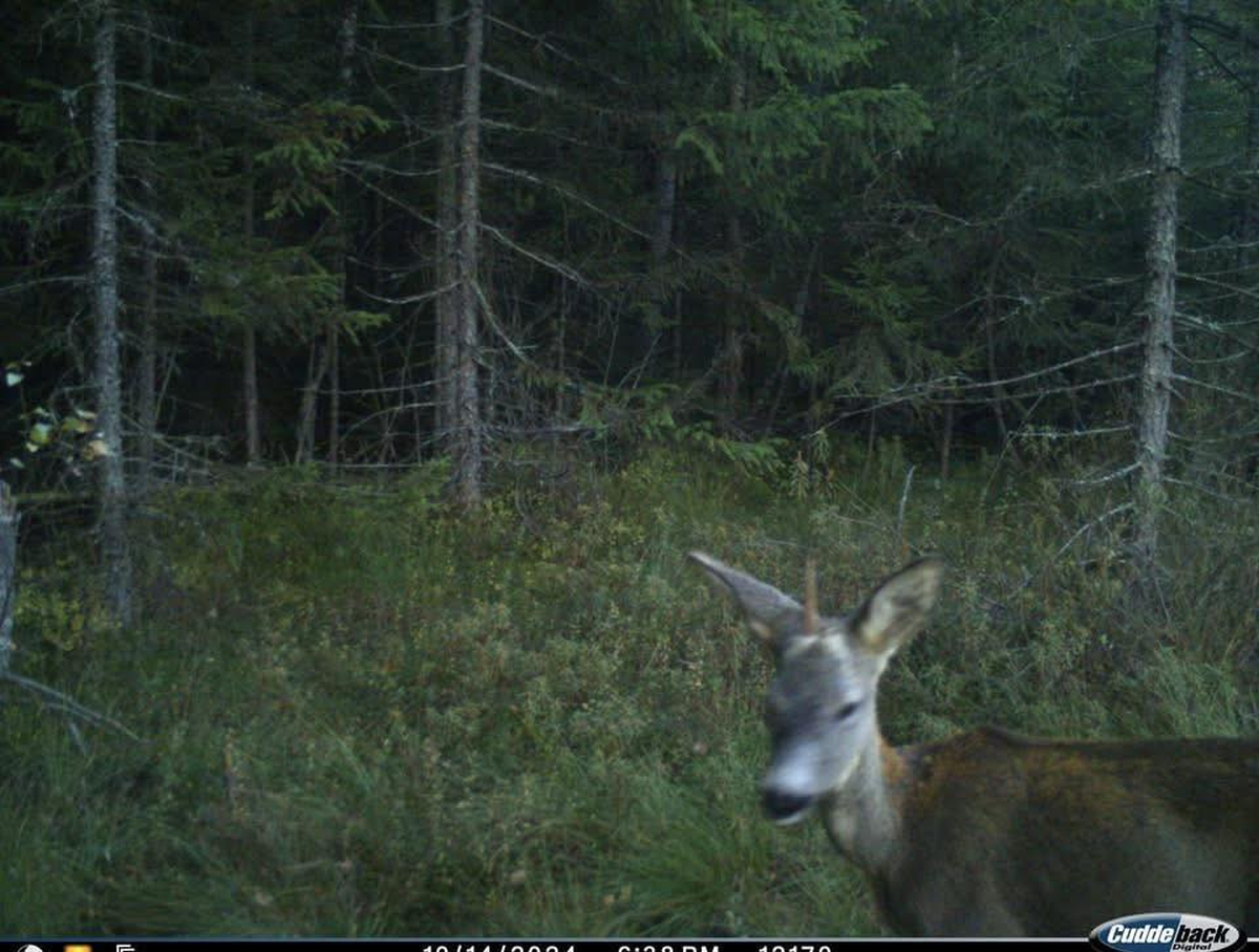 Un „unicorn carpatin” a fost fotografiat într-un parc natural din Ucraina: „Este un motiv pentru a nu crede în miracole?”