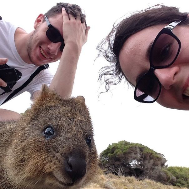 Pasagerii unei nave de croazieră, băgați în carantină cu quokka, supranumite cele mai fericite animale din lume