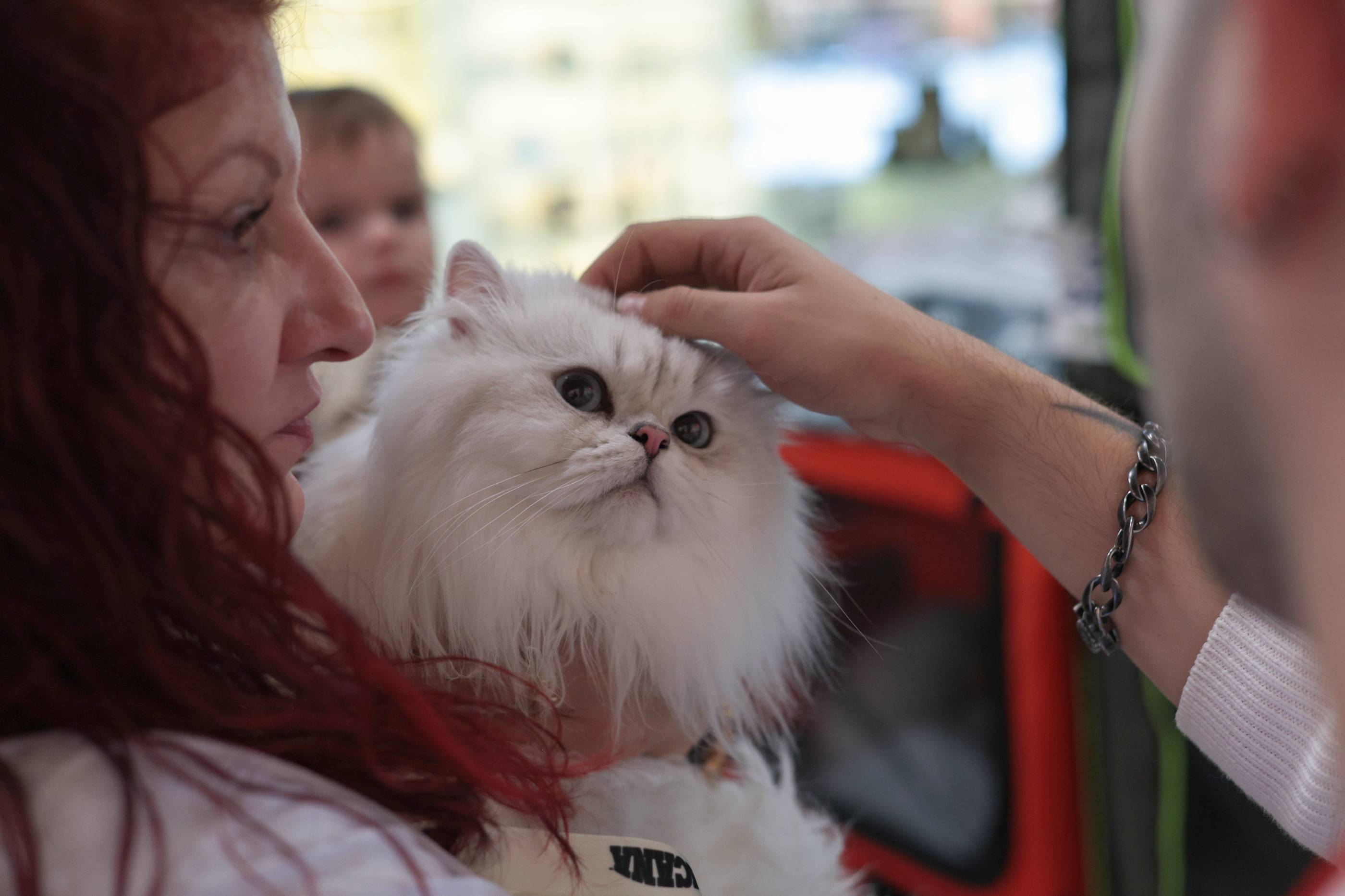FOTO. Pisicile au pus stăpânire pe un mall din Capitală. Peste 250 de exemplare participă la Expoziția Internațională Feline WCF