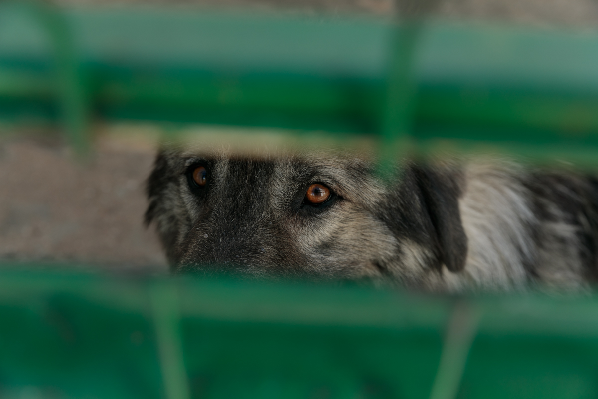 „Îi oferi o viață, iar când crește, îl arunci pe stradă. Ăsta este egoism”. Patru studenți din Turcia au grijă de câinii abandonați din București