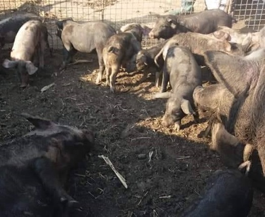 EXCLUSIV / Declarația unui fermier despre uciderea porcilor: "A fost un masacru. Sunt șocat. Am în ochi imaginea cu porcii cărora le dădea sângele pe rât"
