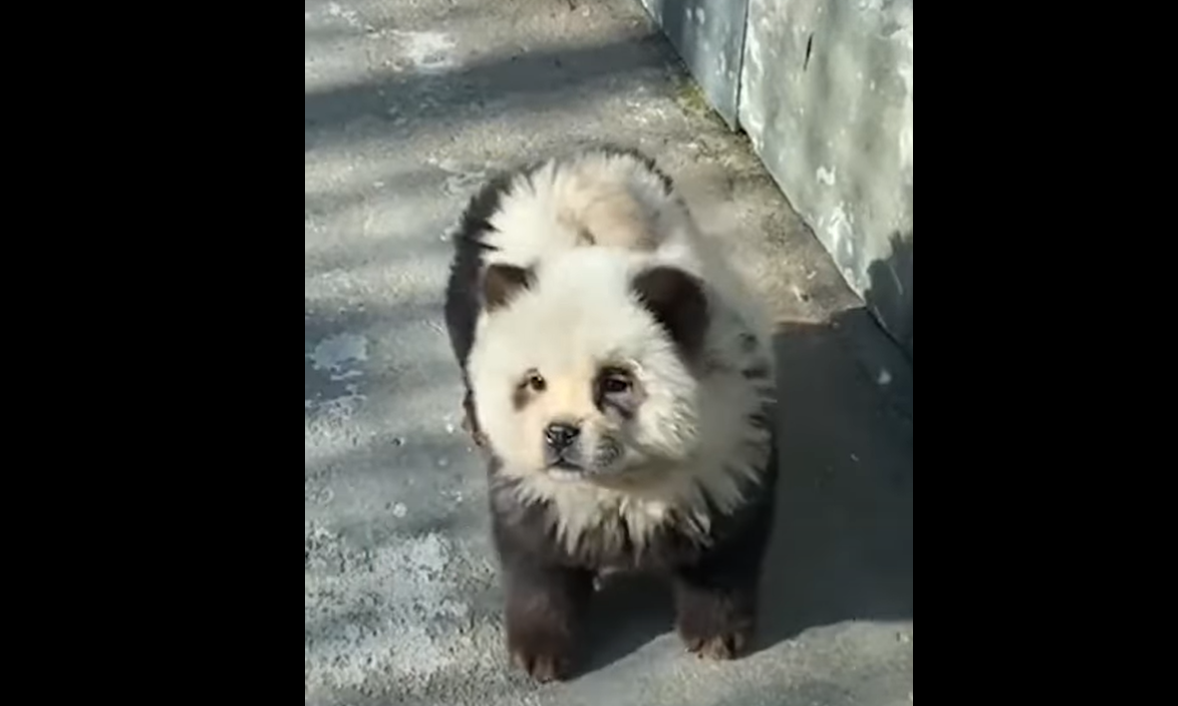 A kísértetiesen embernek látszó medvék után itt a kínai állatkertbiznisz újabb szenzációja: videón a pandává pingált kutyák