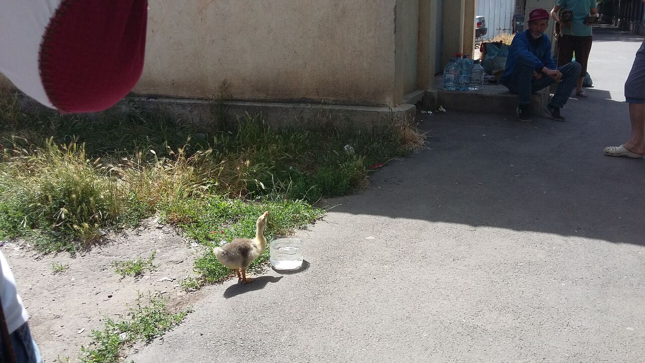 Boci Boci, rața animal de companie din Galați, scoasă la plimbare în ciuda caniculei de afară GALERIE FOTO