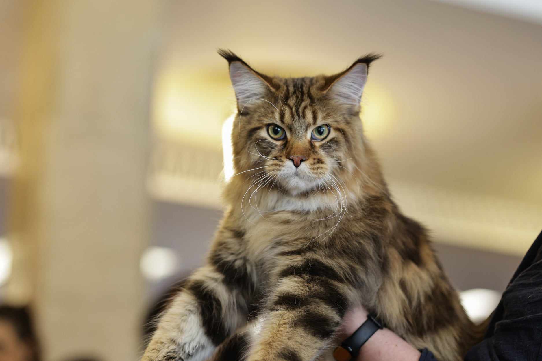 Nordri, câştigătorul cupei europene feline 2024, un superb motan alb din rasa Norvegian de Pădure, poate fi admirat la SofistiCAT, la Sala Palatului