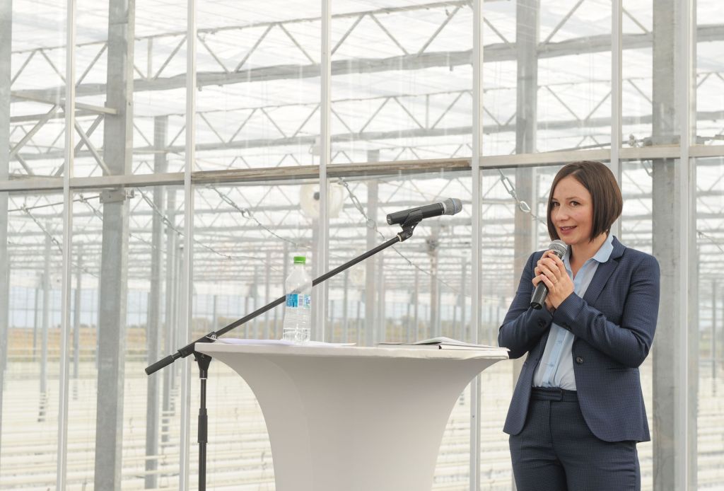 REPORTAJ | Ștrand transformat în seră de roșii pe model olandez, în Timiș. Încălzirea se face cu apă termală, iar la creșterea roșiilor se folosește nuca de cocos| FOTO