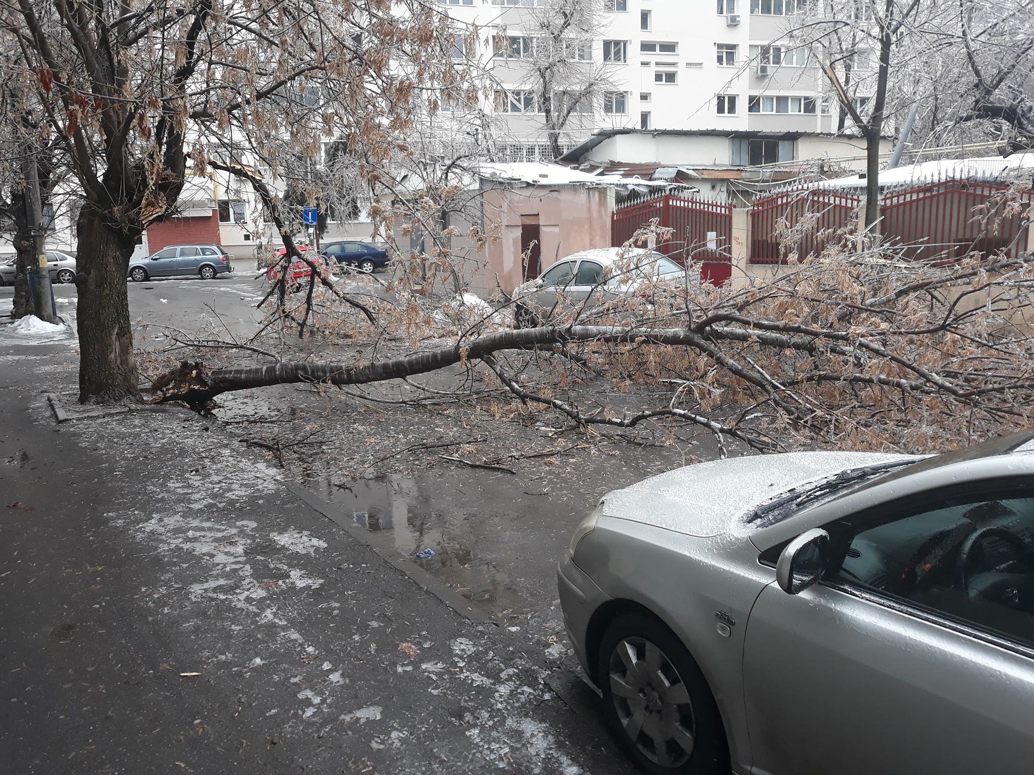 FOTO | Vremea face ravagii: Zeci de copaci doborâţi de vânt și gheață în Bucureşti și 49 de maşini avariate, în ultimele ore. Circulaţia pe anumite linii a tramvaielor şi a troleibuzelor, blocată